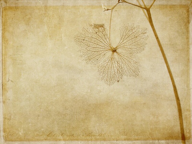Skeleton Skeleton by raewillow, on Flickr