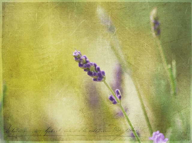 Lavender Days