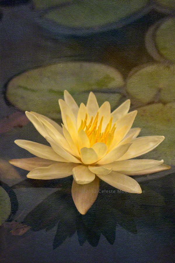 Pale yellow lily