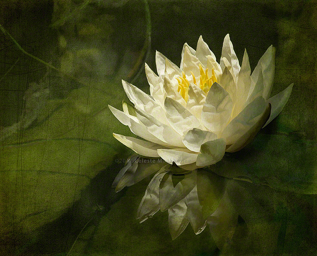 Lily's green world