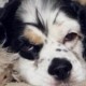 Peggy/DogBreedz.net