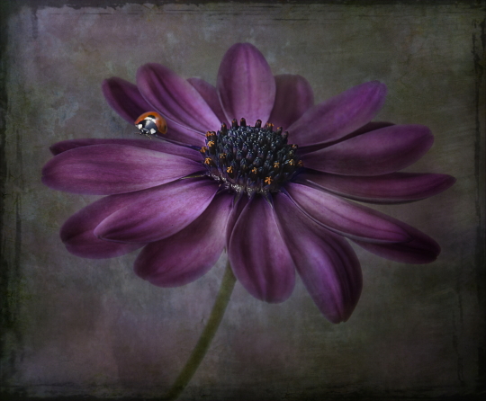 Daisy Lady