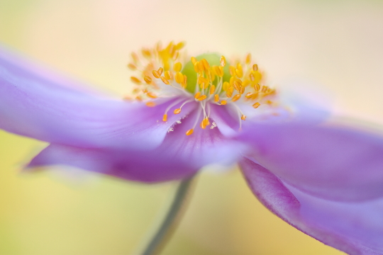 Japanese Anemone