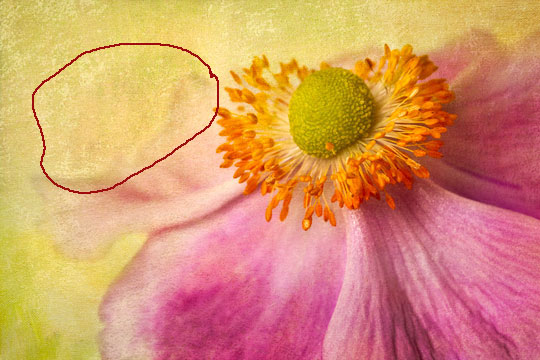 Anemone accident Example of accidentally painting on the texture