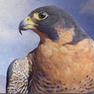The Painted Photographs of R Christopher Vest