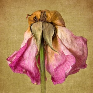 driedrose_feat