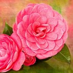 Camelia_feature
