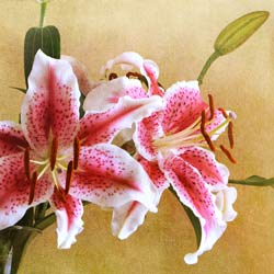anna_stargazers