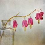 bleedinghearts