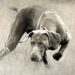 Ellie_featured