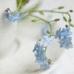 forgetmenot