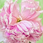 peonywatercolorfeature