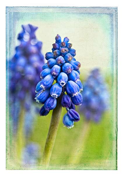 muscari_after Final Image with textures