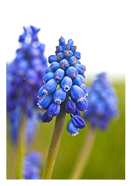 muscari_before Image before textures