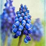 muscari_ft