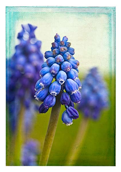muscari_multiply multiply only