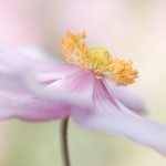 _MG_4670 copy_1