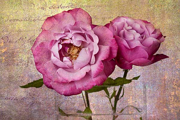 challengerose Roses with Challenge Texture