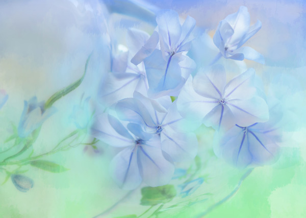 A Painterly Touch: Interview with Photographer, Teresa Pople