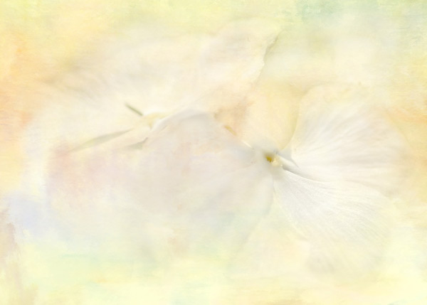 teresa_pople001 Clouds of Petals