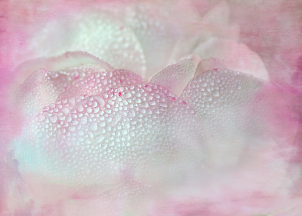 teresa_pople003 Rose Meringue