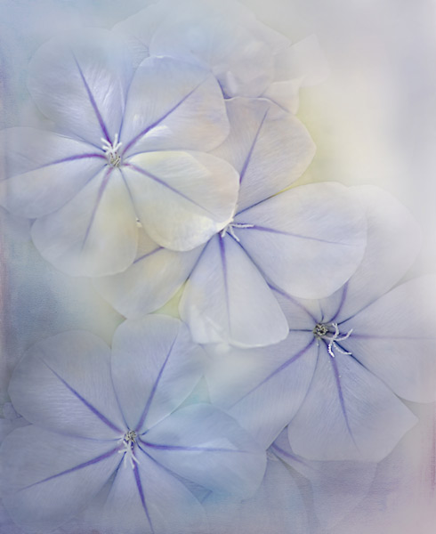 teresa_pople005 Beautifully Blue