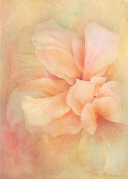 teresa_pople006 Mellow