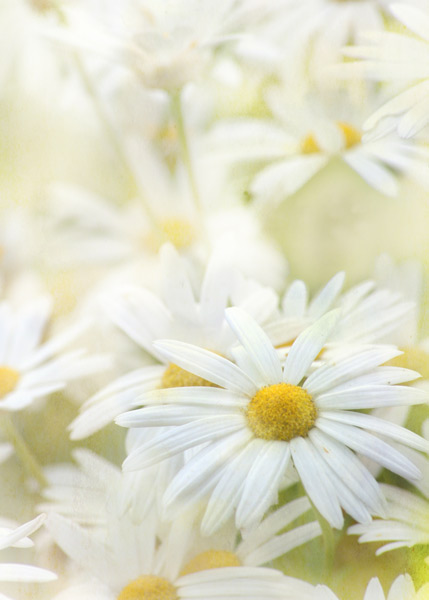 teresa_pople010 Dancing Daisies