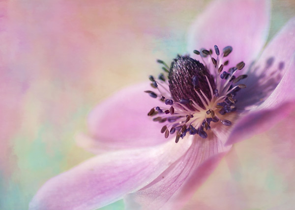 teresa_pople011 Sunlit Anemone