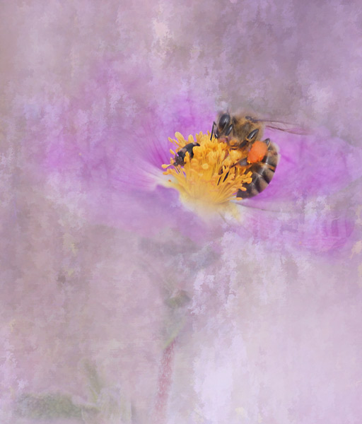 teresa_pople015 Busy Bee