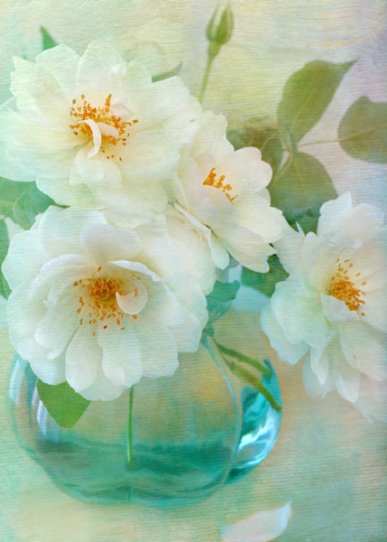 teresa_pople016 Blooming