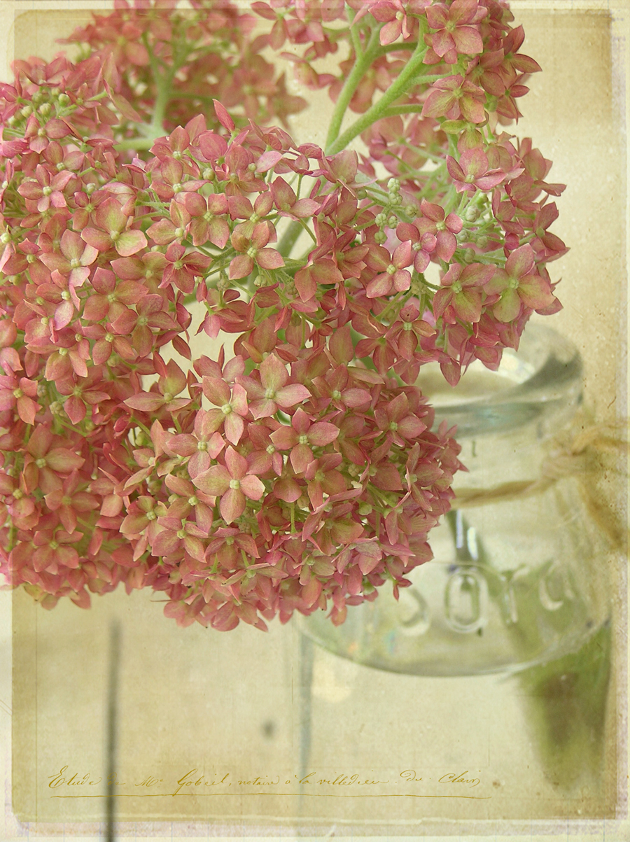 P6170009lbfrkssweb Flower in jar