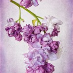 Before & After: Textured Lilac Photograph