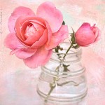 rose_charmante_ft