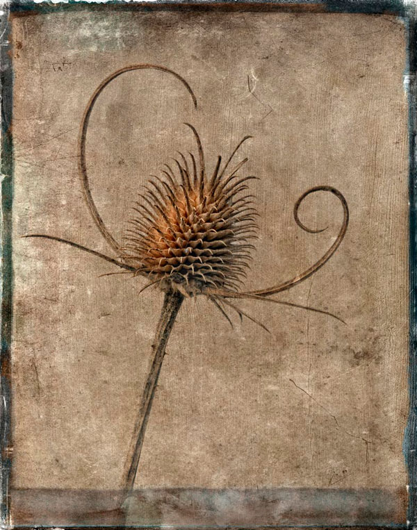 DriedThistle1 Dried Thistle