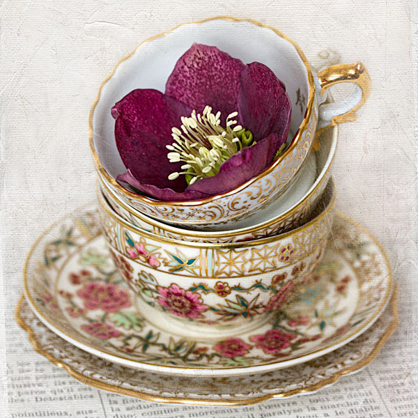 hellebore_cups Hellebore/cups still life