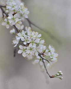 CT410 Wild Cherry Tree Blossoms Before Image