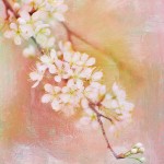Sweet Cherry Blossoms