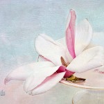 Final Magnolia image