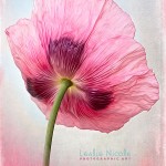 Poppy image