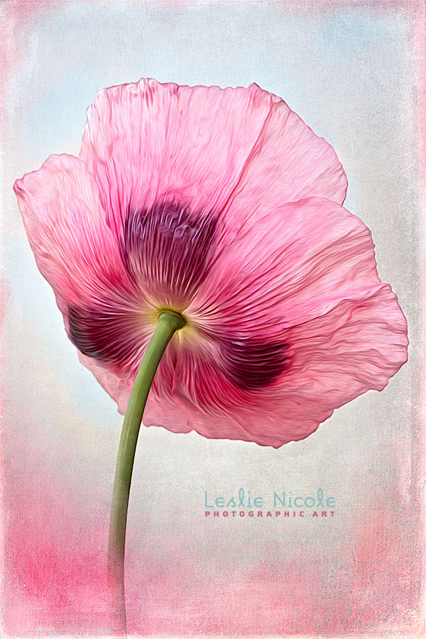 Poppy image