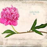 Peony Gesture