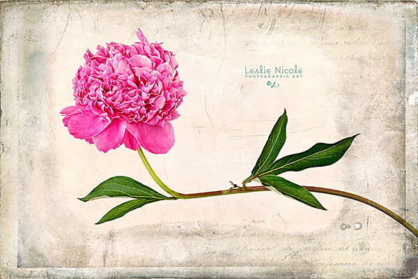 Peony Gesture