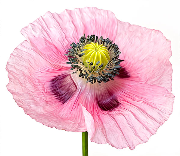 poppy_oilpaint_final600 Final Image