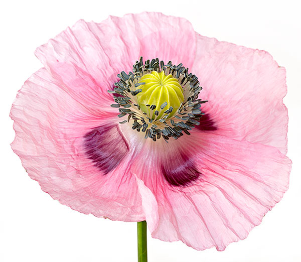 poppy_original Original