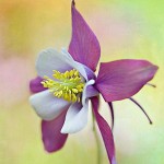 Aquilegia