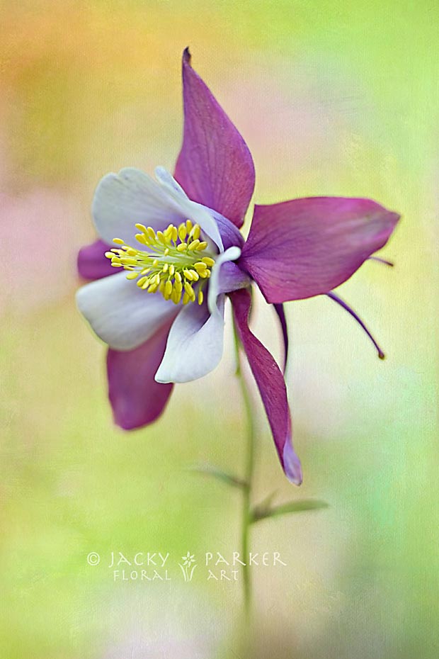 Interview With Floral Photographer Jacky Parker