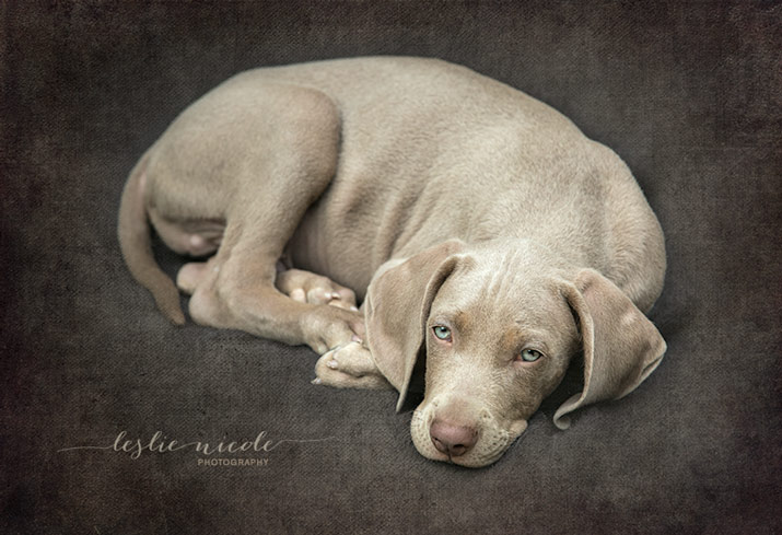 Textured Puppy Portrait