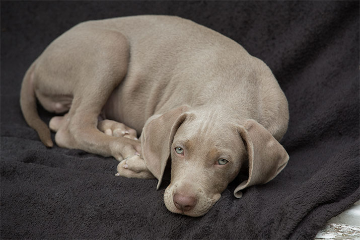 Liko 9 weeks before