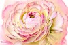 Textured Ranunculus Final
